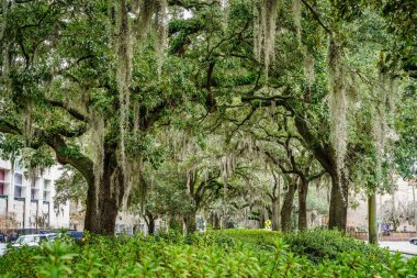 Savannah, GA 'da güney meşe ağaçlarıyla kaplı caddenin aşağısına bak.