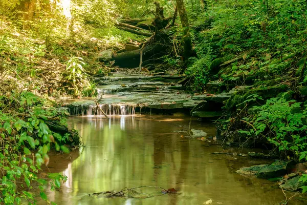 Versailles, Kentucky yakınlarındaki ormanda küçük bir dere.
