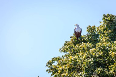 Botswana 'daki Chobe Ulusal Parkı' nda ağaçtaki Afrika balık kartalı.
