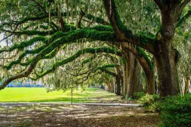 Savannah, Georgia 'nın tarihi bölgesinde Forsyth Park' ta güney meşe kaplı manzaralı bir sokak.