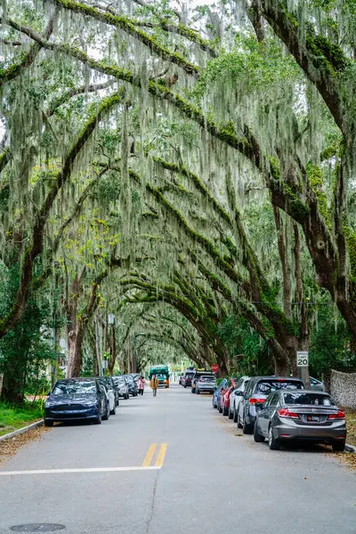 St. Augustine, Florida, 27 Aralık 2023: Güney meşe kaplı Magnolia Caddesi, St. Augustine, Florida
