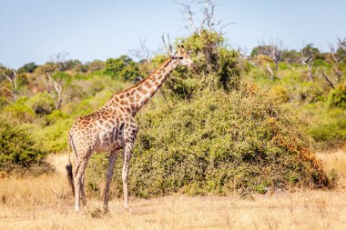 Botswana 'daki Chobe Ulusal Parkı' nın vahşi doğasında Güney Zürafası