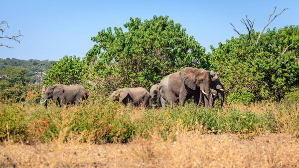Стадо африканских слонов в Национальном парке Чобе в Ботсване