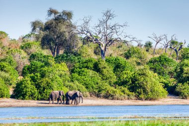 Botswana 'daki Chobe Nehri kıyısında Afrika filleri.