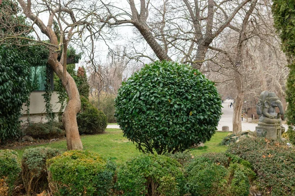 Arbusto Paisajístico Geométrico Cobertura Mascar — Foto de Stock