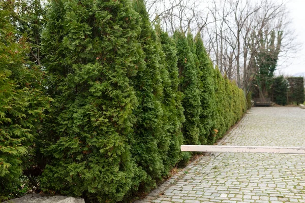 stock image Geometric landscaping shrub, Chewing hedge.