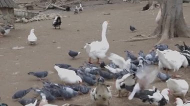 Kış günü bahçede karla beslenen evcil bir güvercin sürüsü. Ön planda uçan güvercinler. Güvercin sevenlerin hobisi.