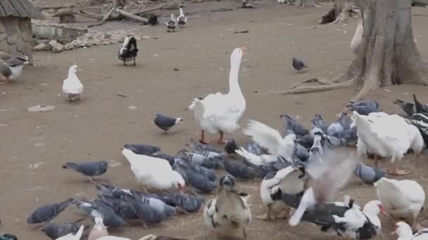 Troupeau Pigeons Domestiques Jour Hiver Dans Neige Nourrissent Dans Cour — Video