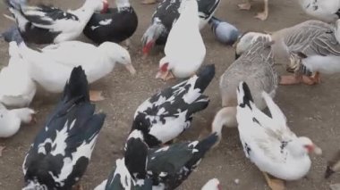 Kış günü bahçede karla beslenen evcil bir güvercin sürüsü. Ön planda uçan güvercinler. Güvercin sevenlerin hobisi.