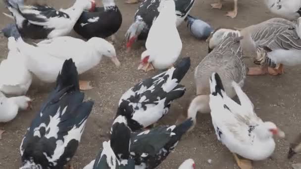 Kış Günü Bahçede Karla Beslenen Evcil Bir Güvercin Sürüsü Planda — Stok video