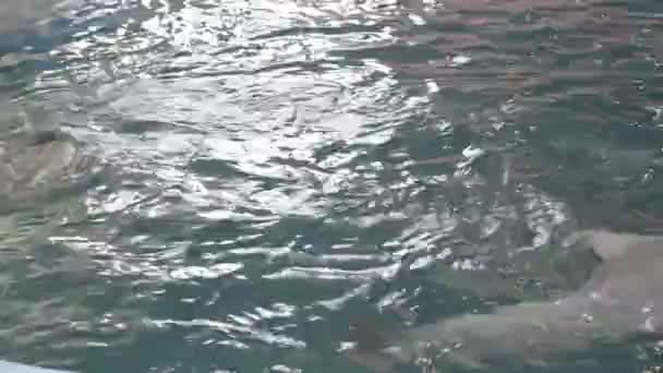 Golfinhos Nadando Piscina Parque Mamíferos Marinhos — Vídeo de Stock