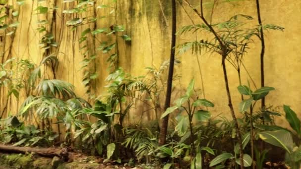 歴史的な温室内の緑豊かな熱帯植物 ジャングルの植生の全体的な計画は 保全活動 観光や旅行を象徴する — ストック動画