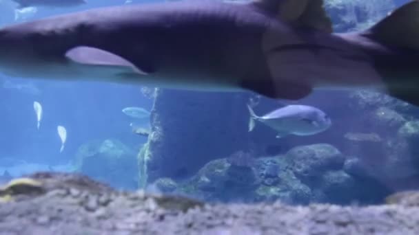Groep Van Vissen Zwemmen Het Istanbul Aquarium Turkije Vis Het — Stockvideo