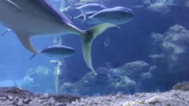 Група Риб Плавають Стамбульському Акваріумі Туреччині Риба Воді Стрибаю Кольорові — стокове відео