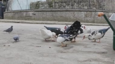 Kış günü bahçede karla beslenen evcil bir güvercin sürüsü. Ön planda uçan güvercinler. Güvercin sevenlerin hobisi.