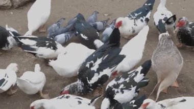 Kış günü bahçede karla beslenen evcil bir güvercin sürüsü. Ön planda uçan güvercinler. Güvercin sevenlerin hobisi.