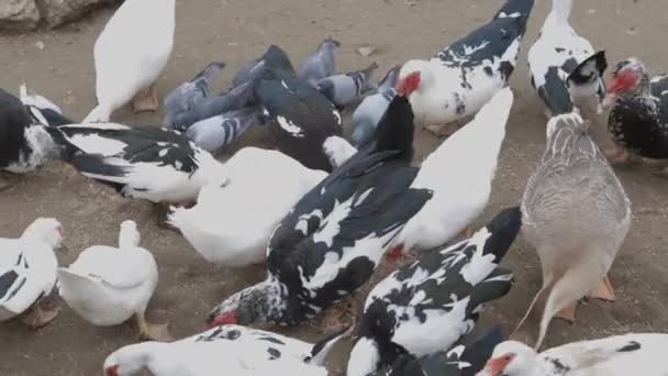 Kış Günü Bahçede Karla Beslenen Evcil Bir Güvercin Sürüsü Planda — Stok video