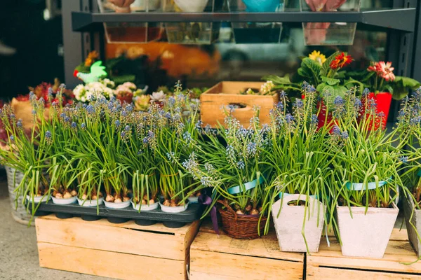 Dükkanda sergilenen saksılarda çeşitli çiçekler. Yüksek kalite fotoğraf