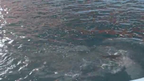 Δελφίνια Που Κολυμπούν Στην Πισίνα Στο Θαλάσσιο Πάρκο Θηλαστικών — Αρχείο Βίντεο