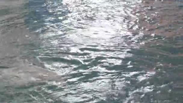 Delfini Che Nuotano Piscina Nel Parco Dei Mammiferi Marini — Video Stock