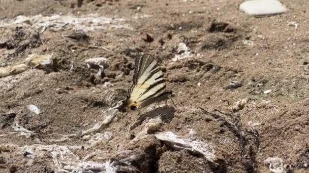 Tiger Sluge Hale Sommerfugl Drikkevand Mineraler Fra Vådt Sand – Stock-video