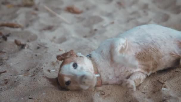犬は楽しんでいる 日没の砂浜でウォーターウォーキング 人間と動物の友情を愛する 犬は砂で転がり 黄金の日の出に汚れる 動物は人間と遊ぶ 高品質の4K映像 — ストック動画