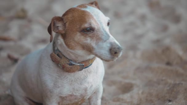 犬は楽しんでいる 日没の砂浜でウォーターウォーキング 人間と動物の友情を愛する 犬は砂で転がり 黄金の日の出に汚れる 動物は人間と遊ぶ 高品質の4K映像 — ストック動画