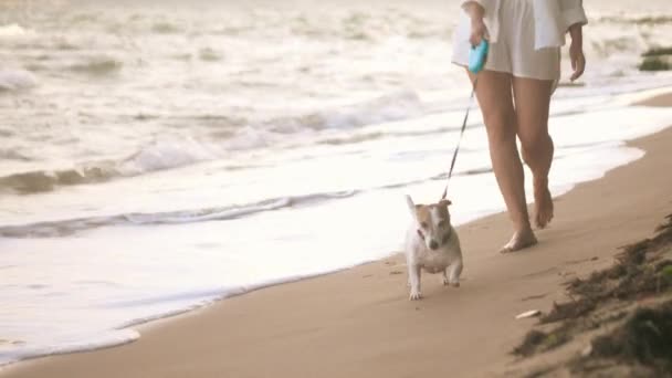 Krásná Mladá Žena Chodí Hraje Svým Jack Russell Teriér Pes — Stock video