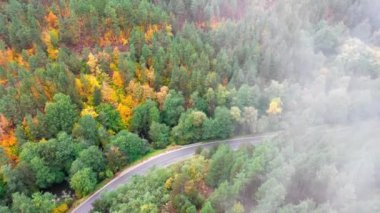 Sarı ve turuncu sonbahar ormanlarında siyah arabalı kırsal yol manzarası. 