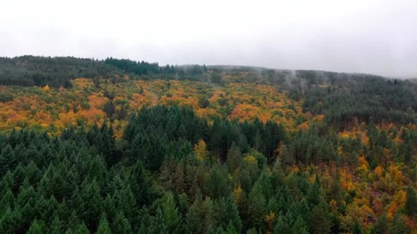 霧の朝に美しい秋の木を眺める空撮り 霧雲が山の森の上を飛び越える — ストック動画