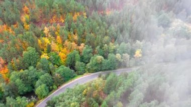 Sarı ve turuncu sonbahar ormanlarında siyah arabalı kırsal yol manzarası. 