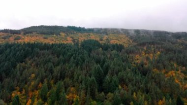 Sisli bir sabahta güzel sonbahar ağaçlarının hava manzarası. Dağlardaki bir ormanın üzerinde sisli bulutlar uçuşuyor.. 
