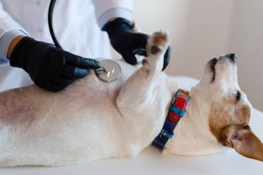 Steteskop yardımıyla kadın veteriner klinikte Jack Russell 'ın köpeğini muayene ediyor. Manzarayı kapat. Yüksek kalite 4k görüntü