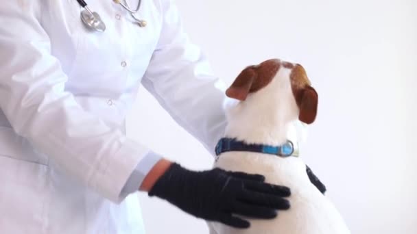 Kobieta Weterynarii Pomocą Stetoskopu Bada Psa Jack Russell Klinice Opieki — Wideo stockowe