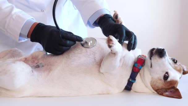 Femme Vétérinaire Avec Aide Stéthoscope Examine Chien Jack Russell Clinique — Video