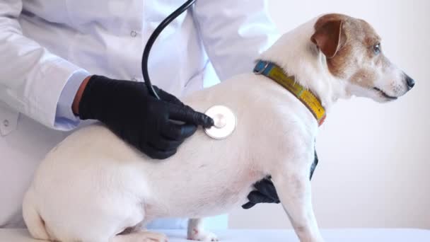 Veterinaria Femenina Con Ayuda Estetoscopio Examina Gato Russell Perro Clínica — Vídeo de stock