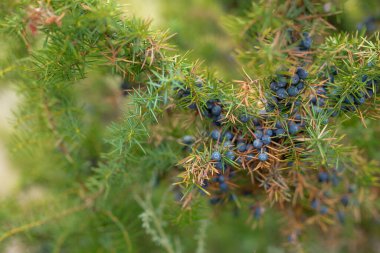 Doğada siyah böğürtlen. Yakın plan. Siyah böğürtlen kuzey.
