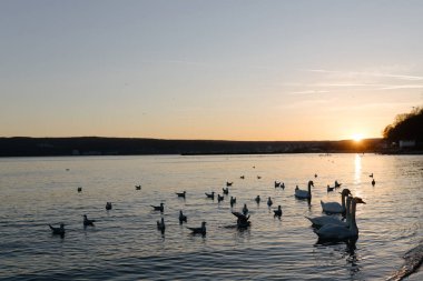 Bulgaristan 'ın Varna kentindeki Karadeniz' in sakin sularında bir beyaz kuğu sürüsü