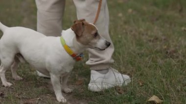 Park ormanında köpeği gezdiren yürüyüşçü ayakları. seyahat konsepti. Ormandaki parkta bir köpekle yürüyen bir adamın yakın çekimi. Köpek gezdirme konsepti. Yürüyüş ayakkabıları parka yakın yürüyor.. 