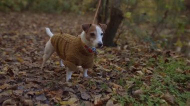 Mutlu sonbaharlar. Köpek yavrusu Jack Russell güzel bir sonbahar ormanında yürüyüşe çıkıyor.