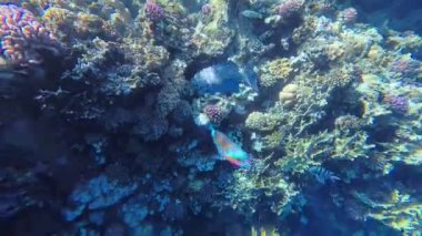 Papağan balığı Coral Bay 'deki tropikal resiflerde mercanlarla beslenir. Yüksek kalite 4k görüntü