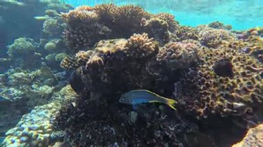 Papağan balığı Coral Bay 'deki tropikal resiflerde mercanlarla beslenir. Yüksek kalite 4k görüntü