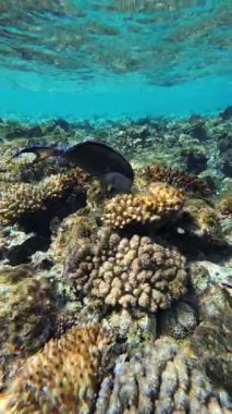 Kızıl Deniz 'deki balık cerrahı, yavaş çekim, Sharm Ash-Sheikh, Mısır.