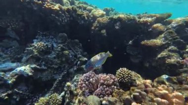 Papağan balığı Coral Bay 'deki tropikal resiflerde mercanlarla beslenir. Yüksek kalite 4k görüntü