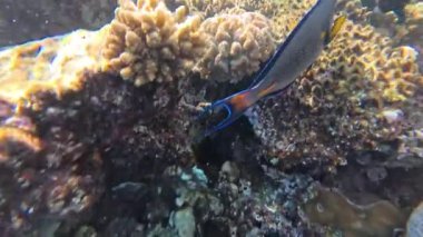 Kızıl Deniz 'deki balık cerrahı, yavaş çekim, Sharm Ash-Sheikh, Mısır.