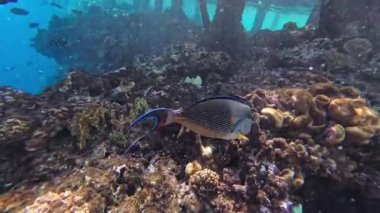 Kızıl Deniz 'deki balık cerrahı, yavaş çekim, Sharm Ash-Sheikh, Mısır.