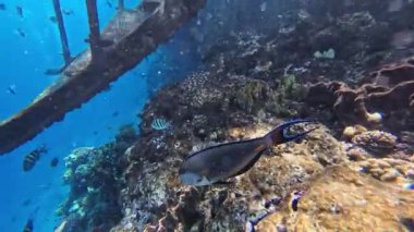 Kızıl Deniz 'deki balık cerrahı, yavaş çekim, Sharm Ash-Sheikh, Mısır.