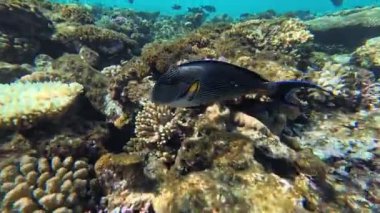Kızıl Deniz 'deki balık cerrahı, yavaş çekim, Sharm Ash-Sheikh, Mısır.