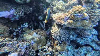 Kızıl Deniz 'deki balık cerrahı, yavaş çekim, Sharm Ash-Sheikh, Mısır.