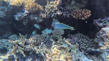 Papağan balığı Coral Bay 'deki tropikal resiflerde mercanlarla beslenir. Yüksek kalite 4k görüntü